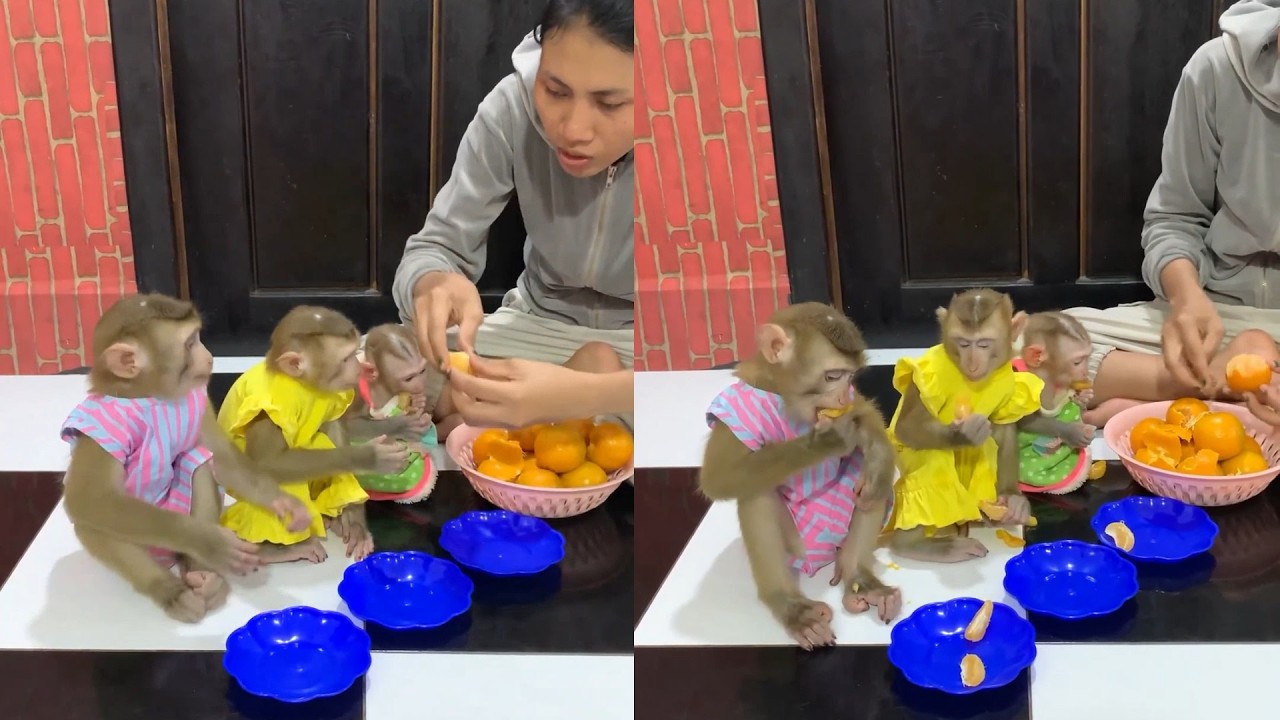 Monkey Snacking Compilation: Oranges, Papaya, and Spoon-Feeding! 🍌🍉