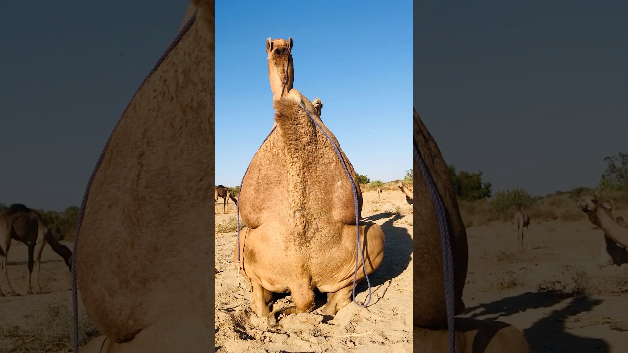 Camel&rsquo;s vip life in Pakistan #shorts