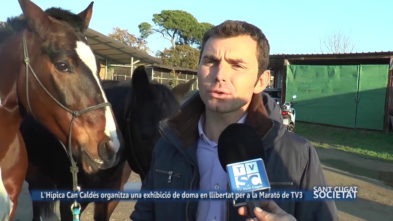 L'Hípica Can Caldés organitza una exhibició de doma en llibertat per a la Marató de TV3