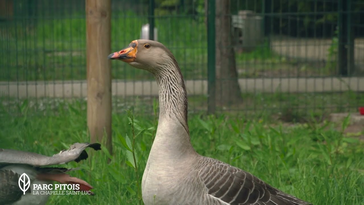NOTRE TERRITOIRE, NOS ESPACES DE NATURE 🎥💦🌳🌳 PARC PITOIS à La Chapelle Saint-Luc