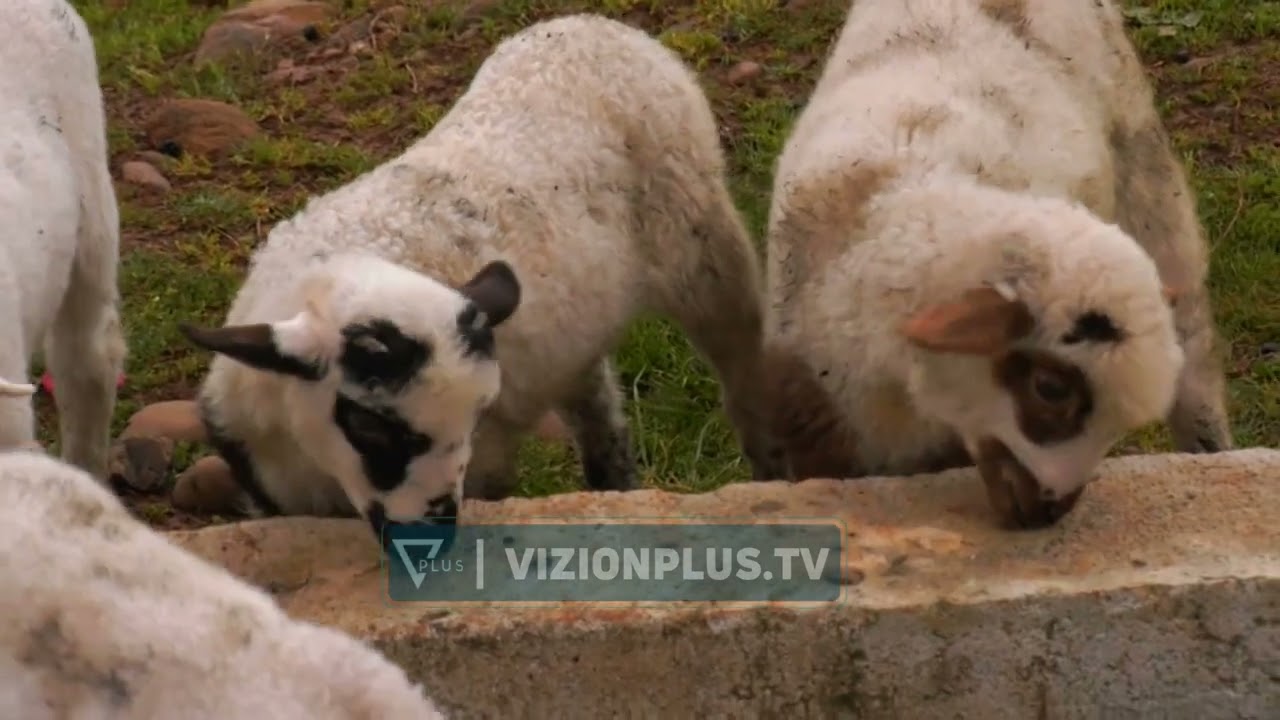Fermerët duan subvencione, banorët e fshatrave në Mat kërkojnë të përfitojnë nga skemat mbështetëse