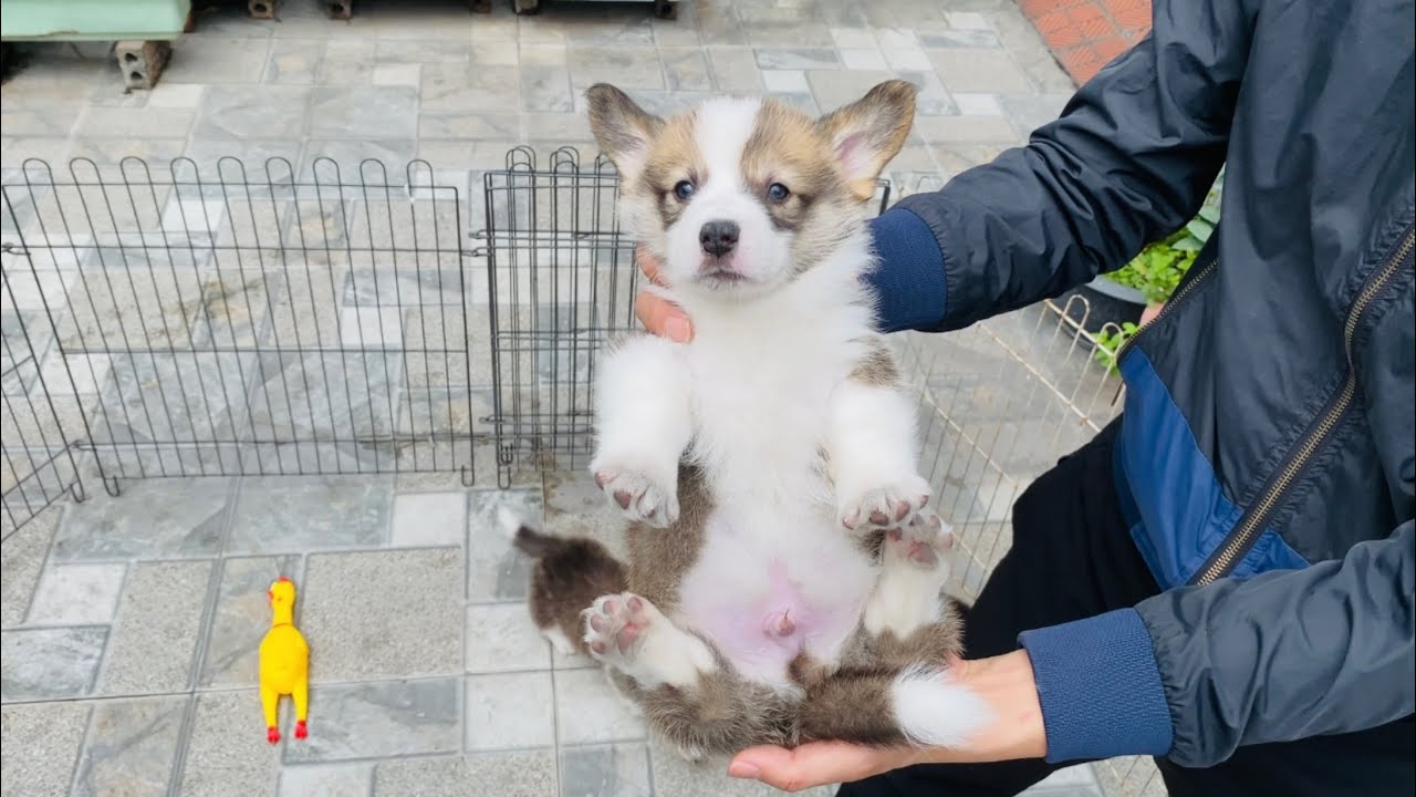 Corgi 39 ngày tuổi, corgis 39 days old