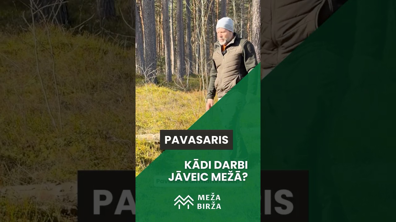 Meža darbi martā. Ko darīt mežā pavasara sākuma?