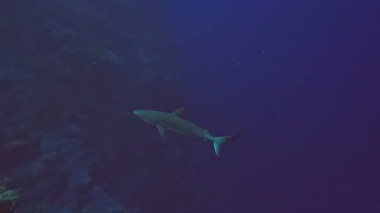 Seahorses and sharks in Grand Turk March 2026