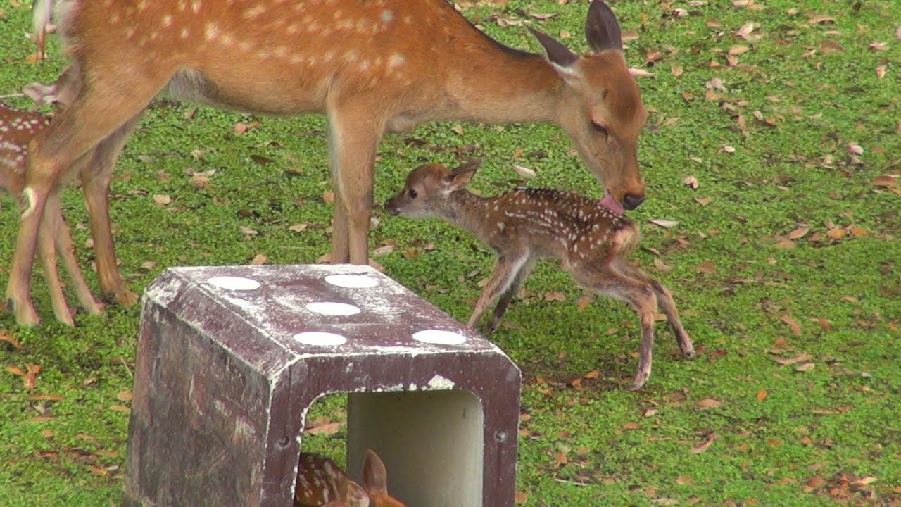 奈良公園　鹿苑の小鹿公開に行ってきました　誕生直後の赤ちゃん鹿に出会えました