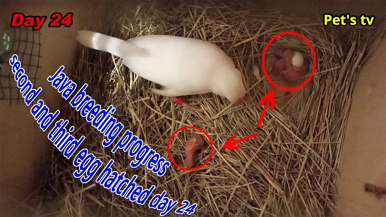 Java breeding progress | second and third egg hatched | day 24 | Pets tv