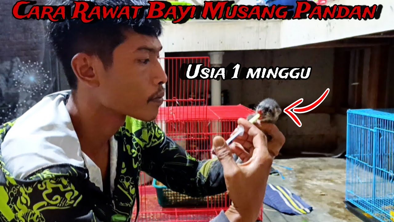 CARA MEMELIHARA MUSANG PANDAN YANG  MASIH BAYI USIA 1 MINGGU DAN MASIH MEREM PART 1