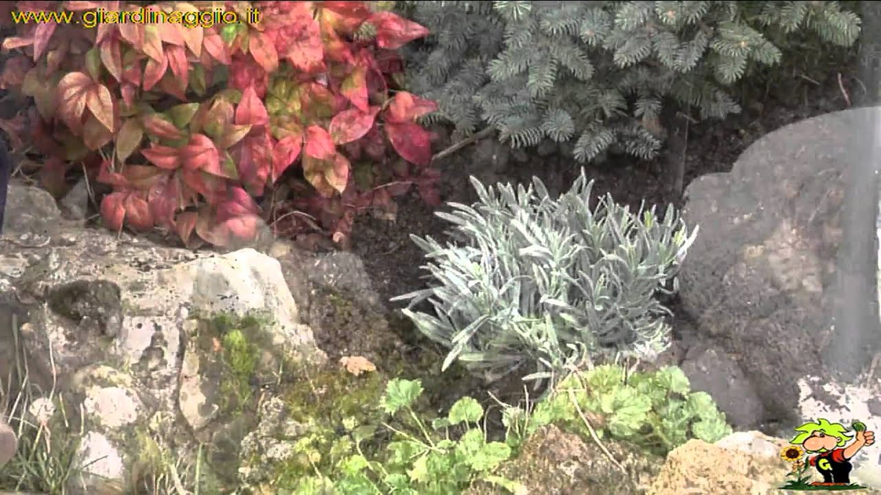 la lavanda