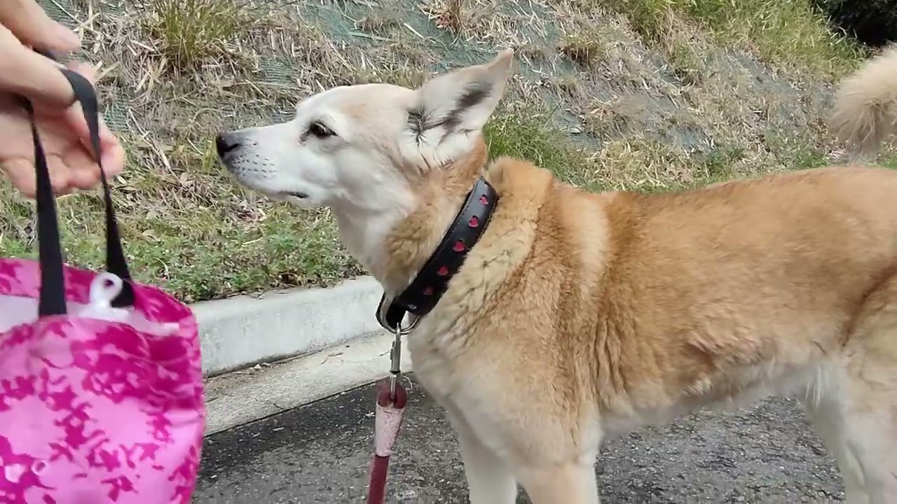 幸運が訪れるかも？！　公園散歩　20260304am