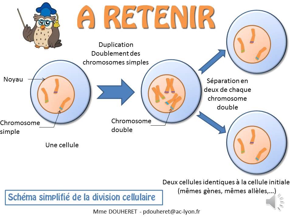 SVT - cours - La division cellulaire (la mitose)