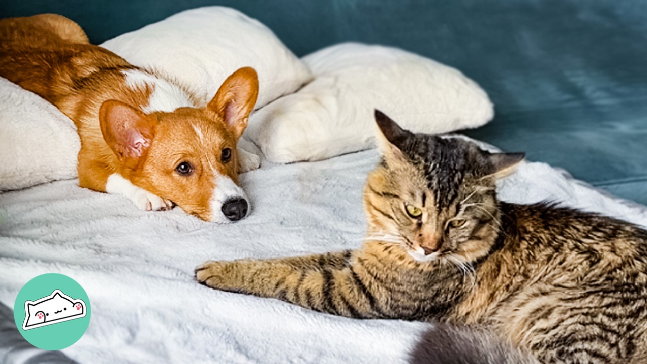 Cat Was The Only Child Until This Clingy Corgi Appeared | Cuddle Buddies