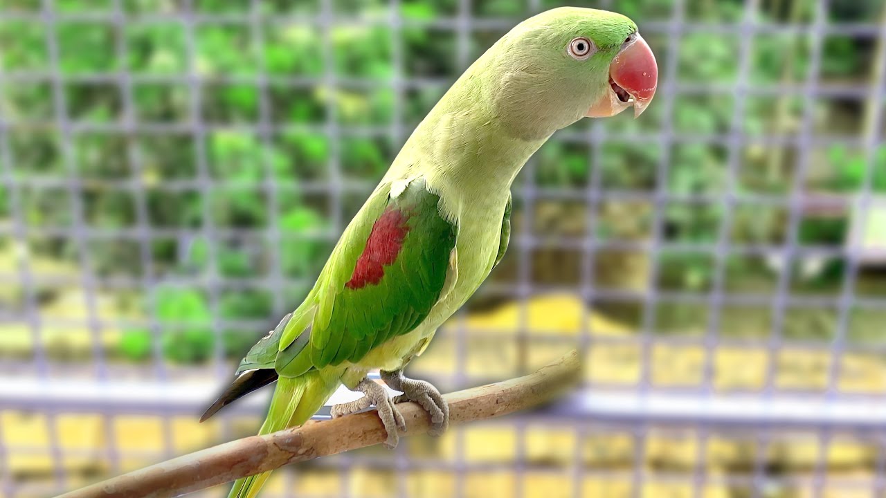 Parrot Natural Sound | Tutu Talking Parrot