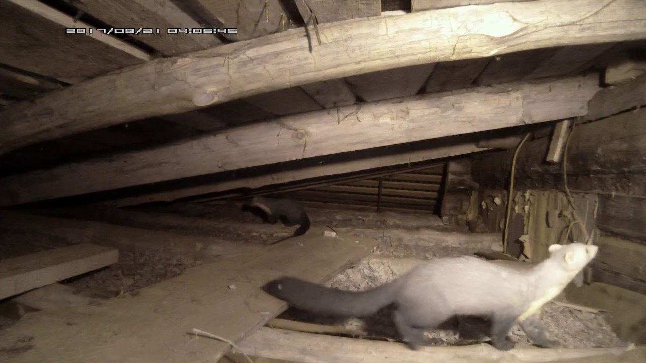 Две куницы на чердаке