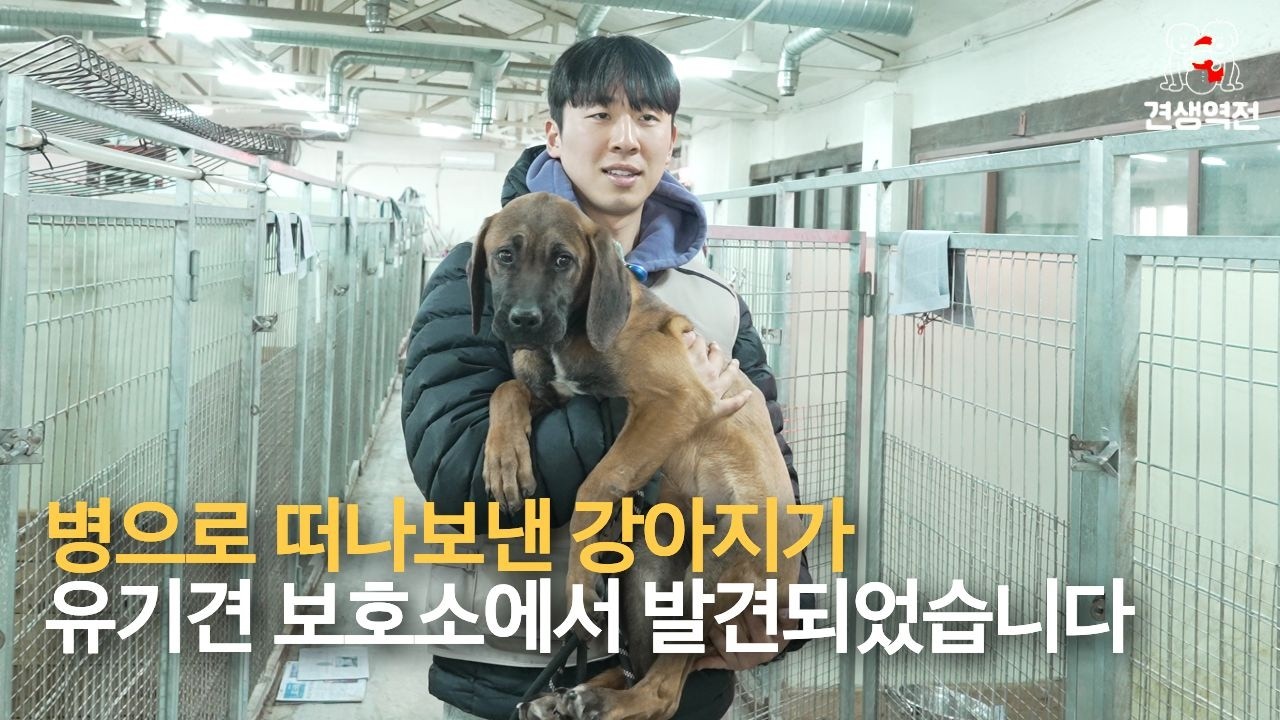 4일전에 병으로 떠나보낸 강아지가 유기견 보호소에서 발견되었습니다. #견생역전_로렉스 #견생역전_로미
