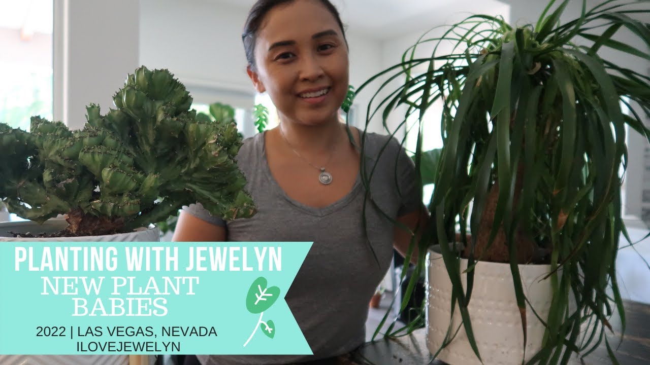 Planting with Jewelyn: New Las Vegas plant babies | July 2022 | ILOVEJEWELYN