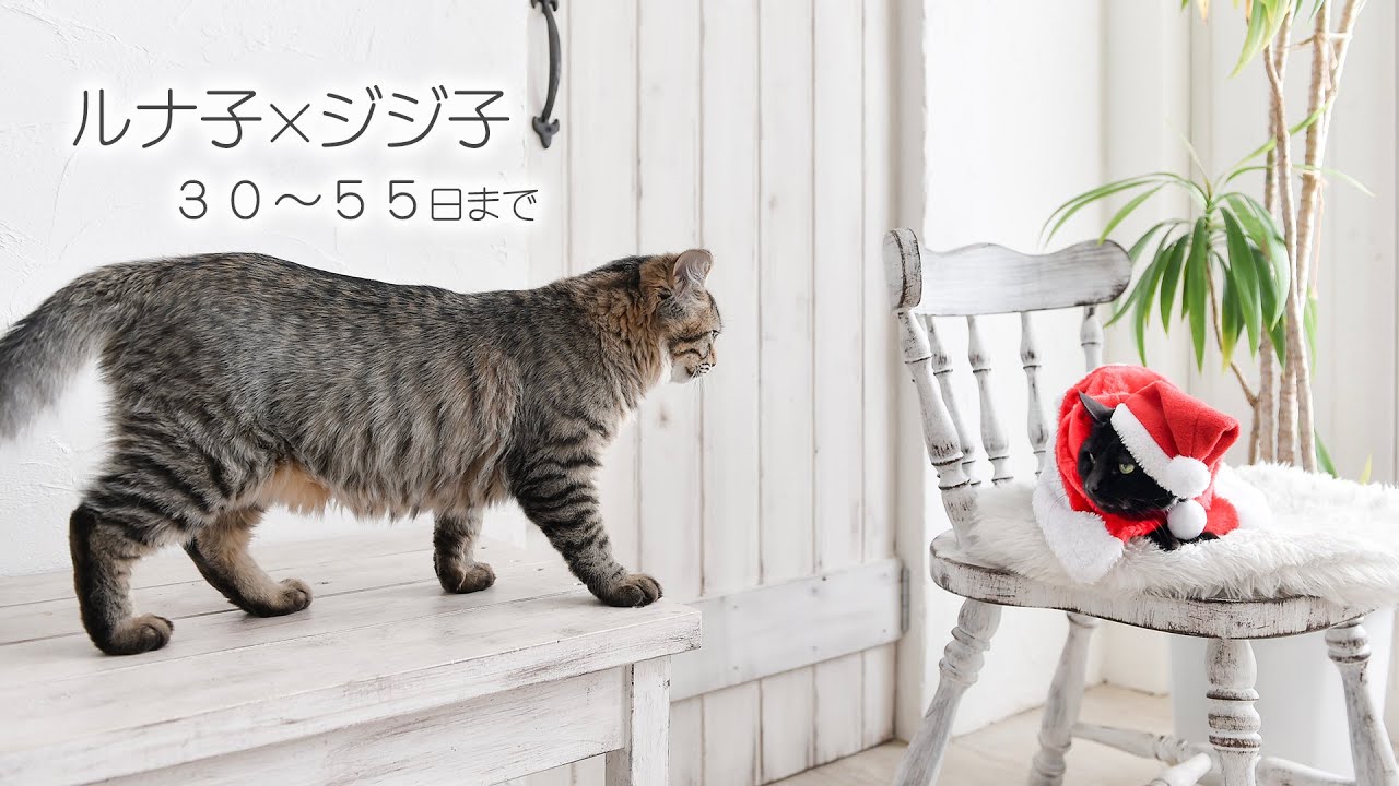 【猫】山で拾った猫 るなこ成長記録 先住猫ジジ子と会って30～55日まで