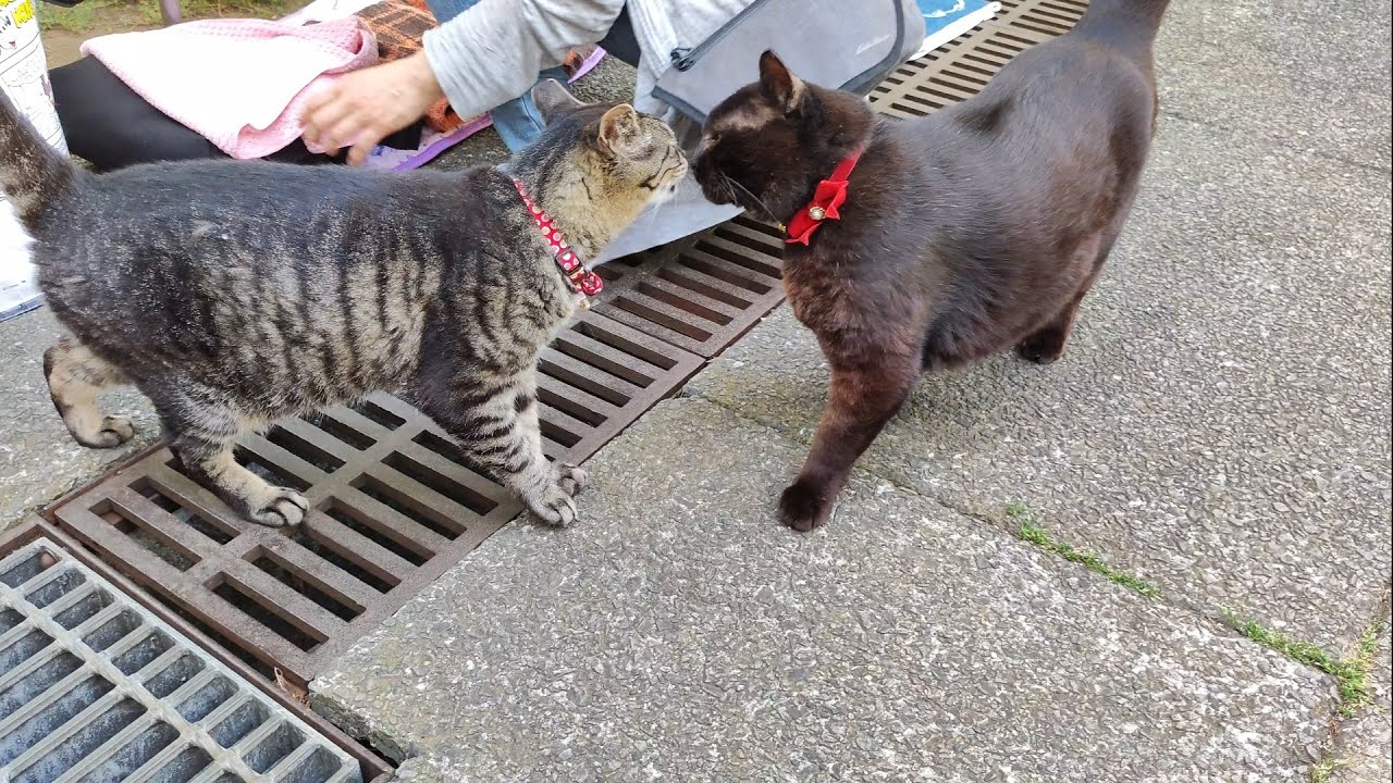 Cats' Nose Kiss for Greeting