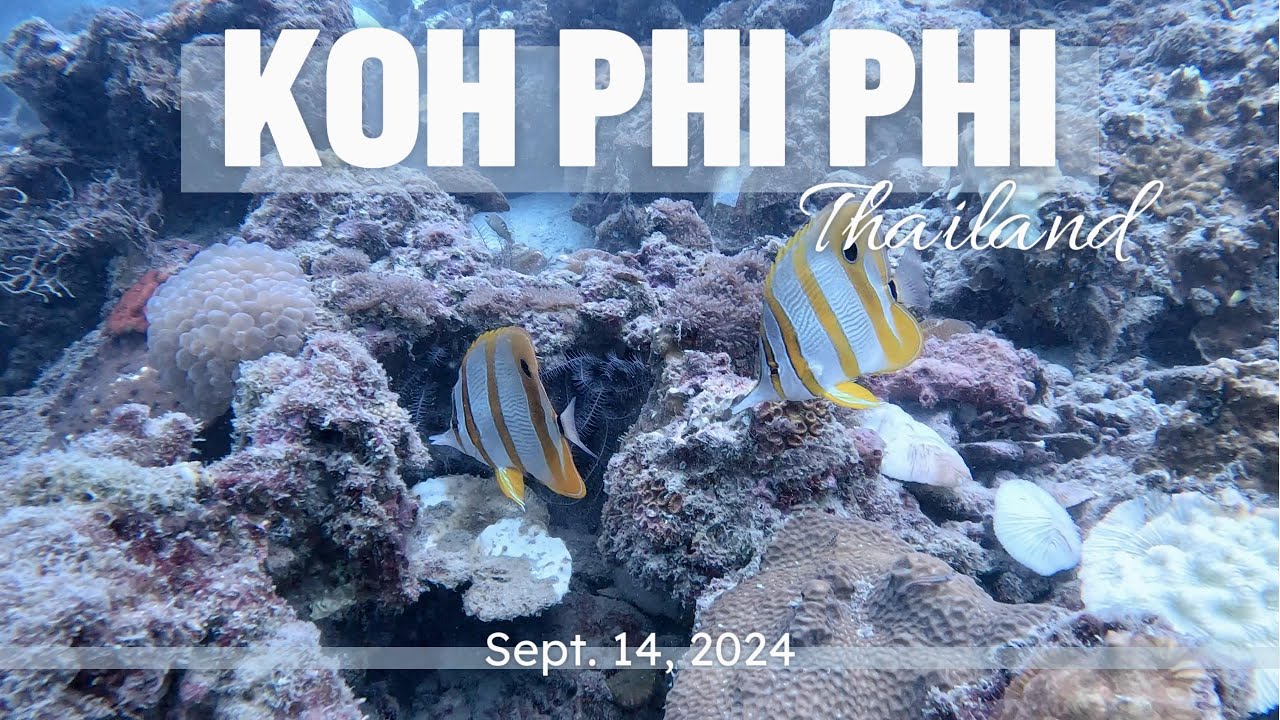 Diving at Koh Phi Phi Ley Wall in Thailand