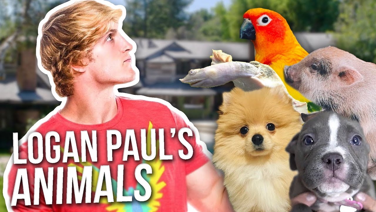 Logan Paul's Crazy Animal Collection **all of his pets**