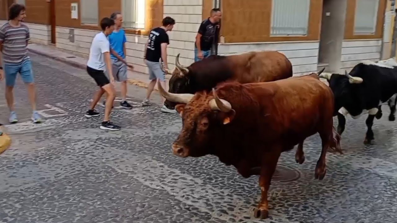 Festejos Taurinos en Puçol 2025- Encierro y 2 Toros de la Ganadería El Saliner. Bou de Sant Joan.