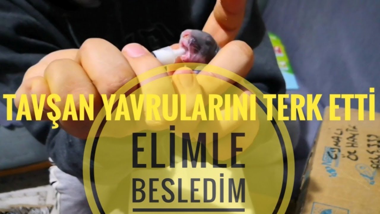ANNE TAVŞAN NEDEN YAVRULARINI TERK ETTİ? BİR GÜNLÜK YAVRU TAVŞANLARA ARTIK BEN BAKACAĞIM