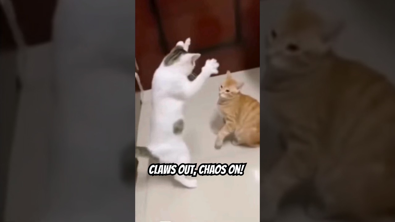 Watch What Happens When Cats Go Wild!
