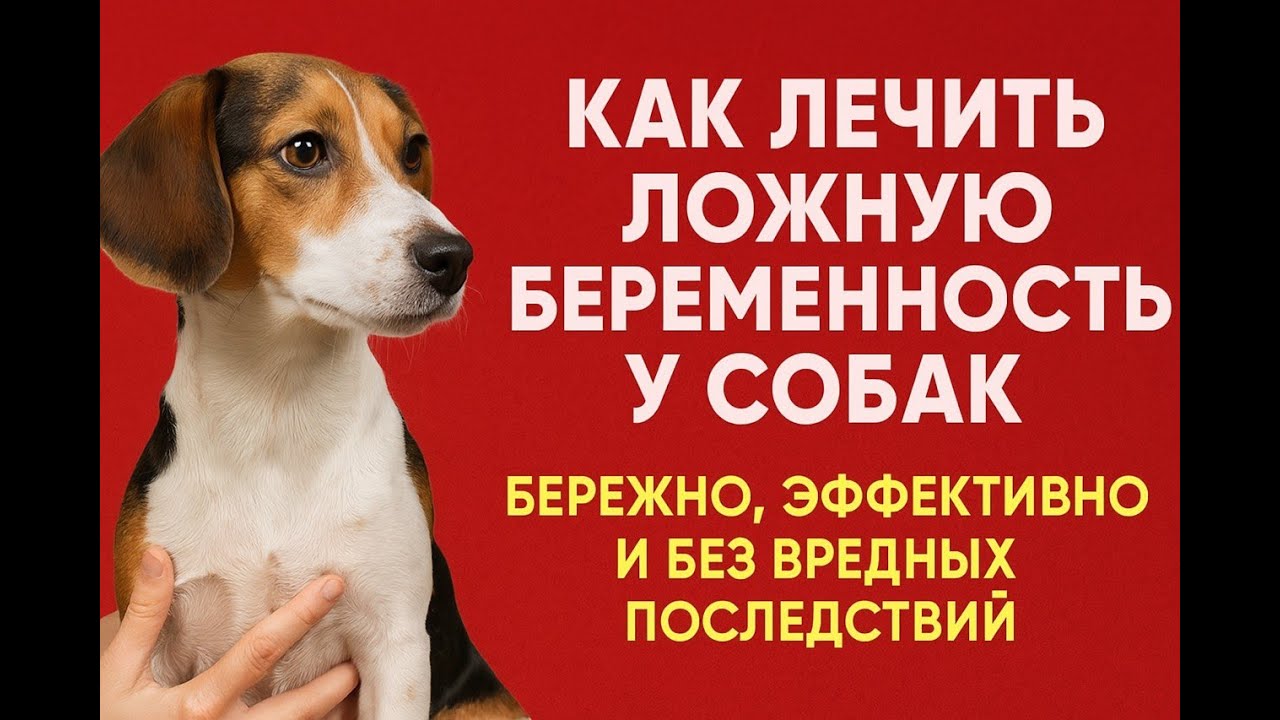 Как лечить ложную беременность собак: щадящее, эффективно и без вредных последствий.