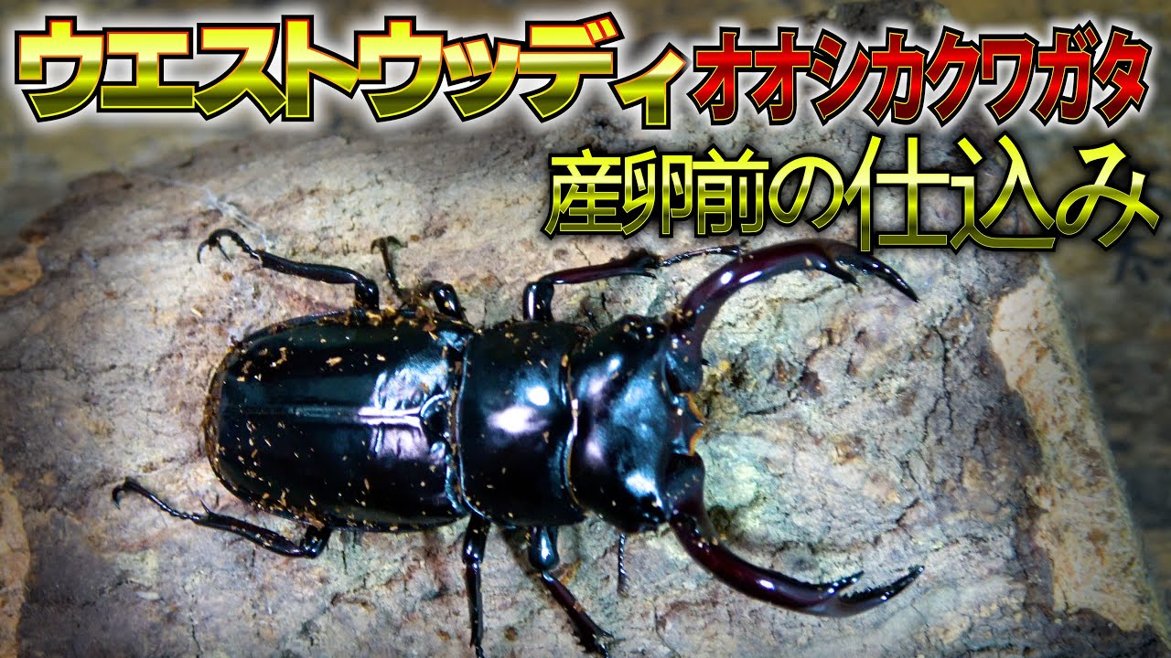 ウエストウッディの産卵材を作ります