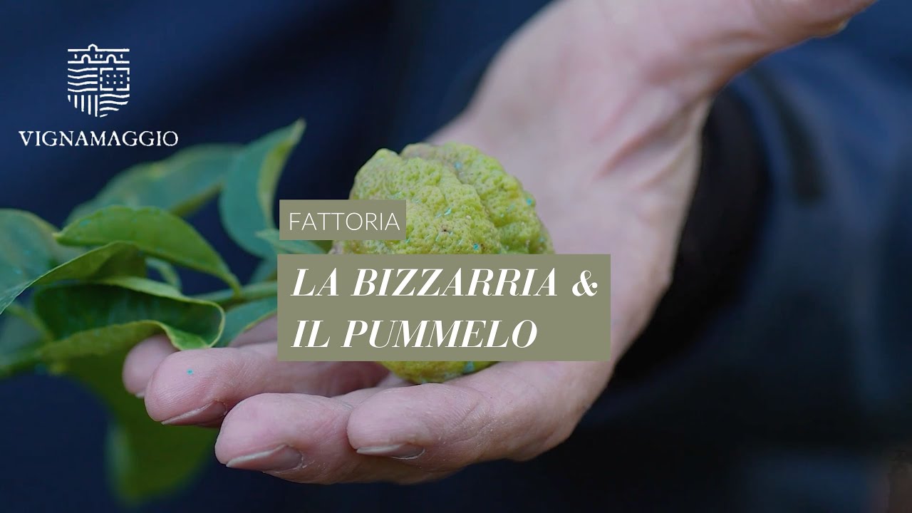 LA BIZZARRIA & IL PUMMELO