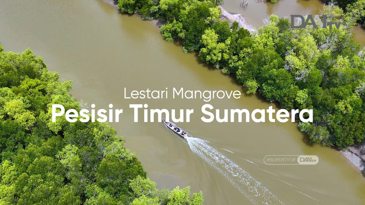 Lestari Mangrove Pesisir Timur Sumatera | POTRET