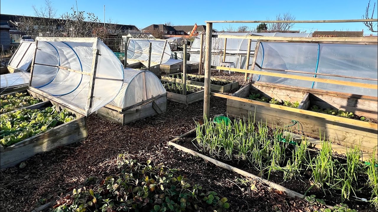 Getting ready for an abundant spring ~ on my plot in December