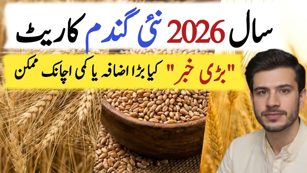 Gundam ka Rate in Pakistan 2026 | Expected Rate Forecast for wheat Crop 2026| Wheat Prices in Future
