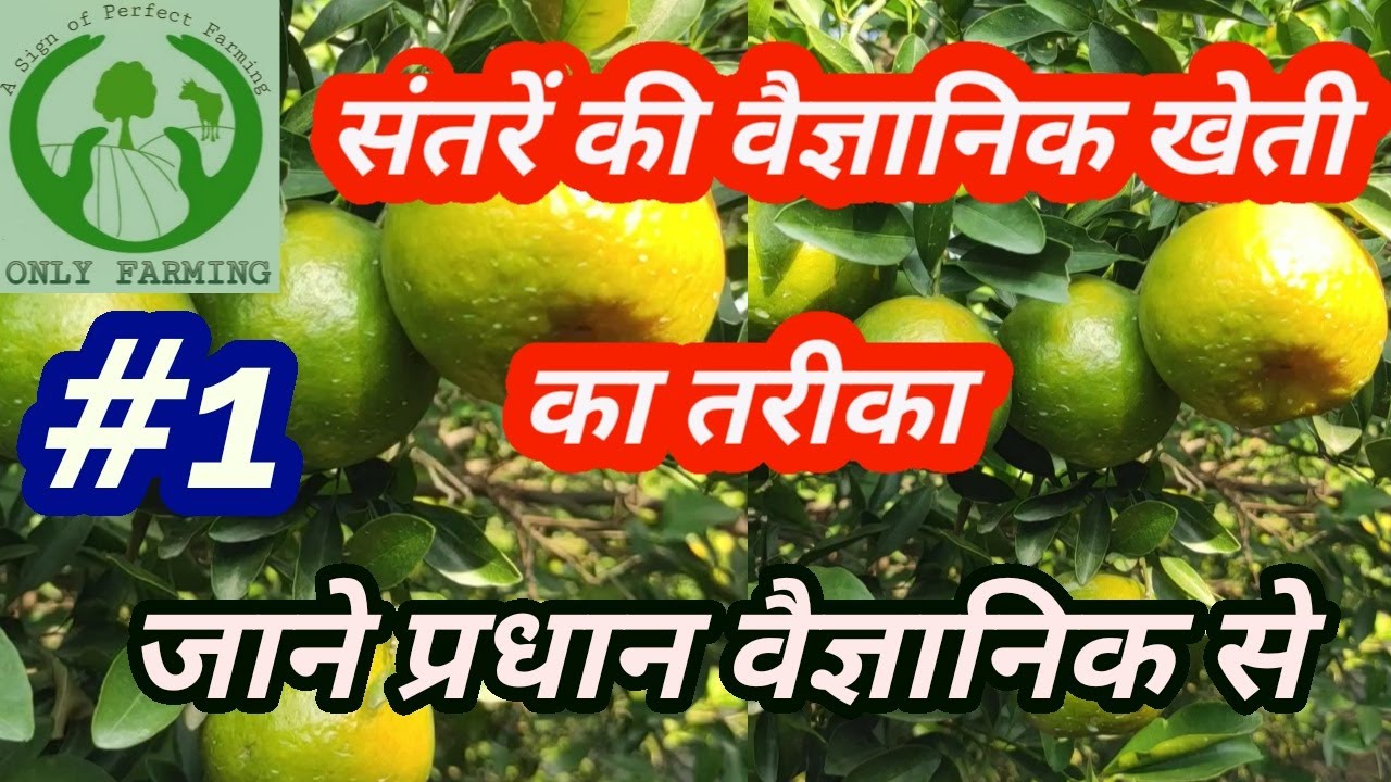 संतरे की खेती का वैज्ञानिक तरीका | ORANGE FARMIG