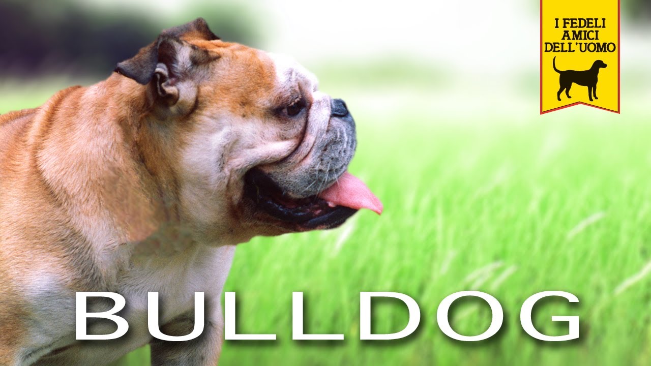 BULLDOG Trailer Documentario