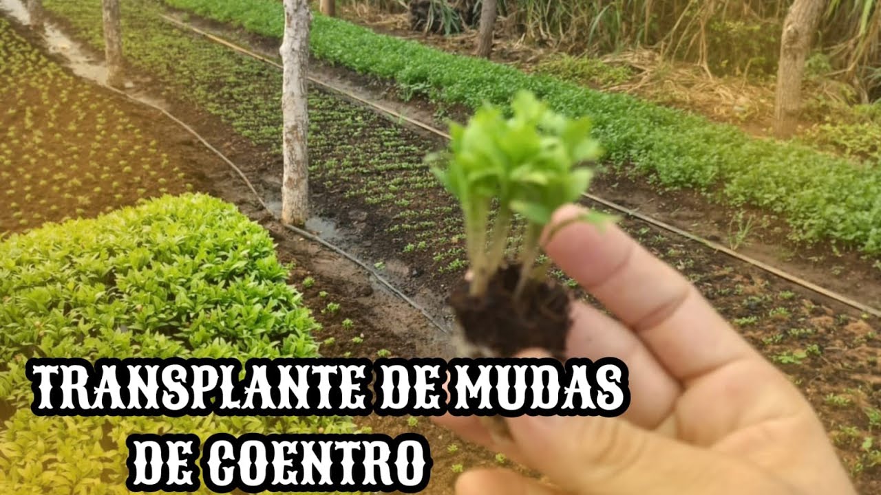 Transplantado mudas de coentro!