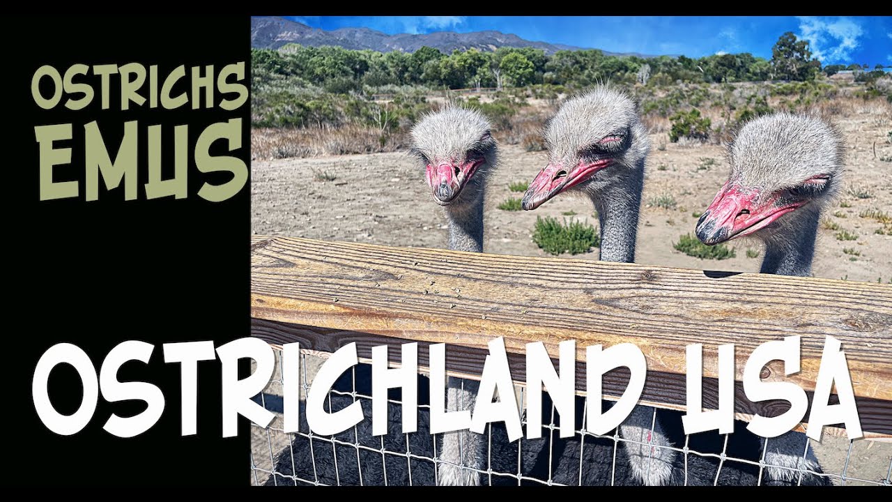 S3E8 Центральная Калифорния — OstrichLand USA