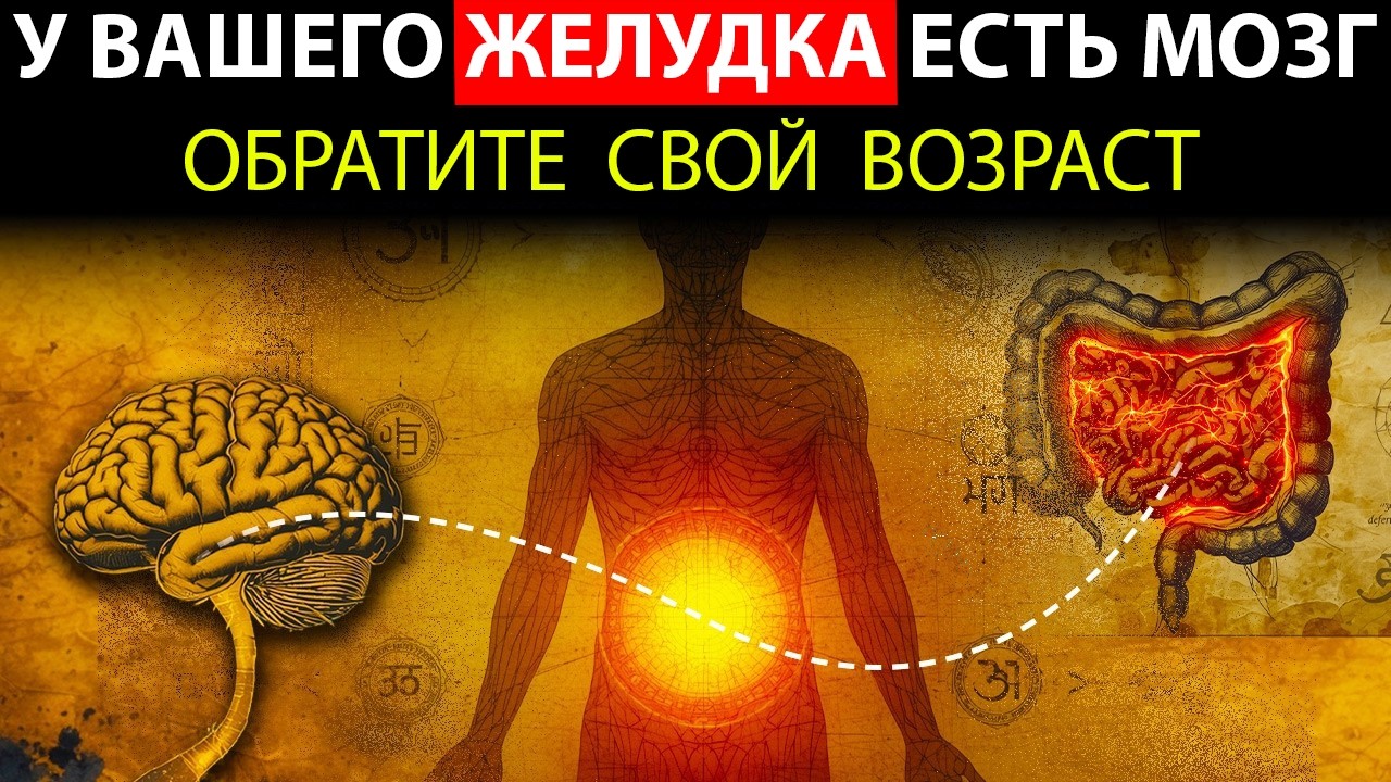У Вашего Желудка Есть Мозг: Девяносто Девять Процентов Людей Игнорируют Этот «Второй Интеллект»