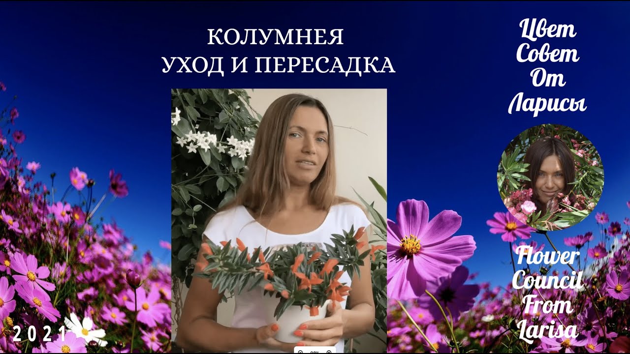 КОЛУМНЕЯ УХОД И ПЕРЕСАДКА