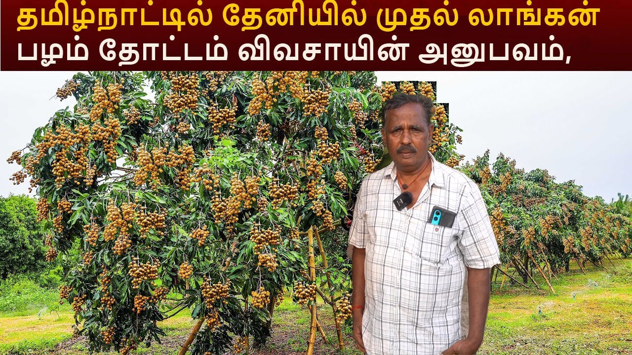 தமிழ்நாட்டில் தேனியில் முதல் லாங்கன் பழம் தோட்டம் விவசாயின் அனுபவம், Longan fruit cultivation Part 2