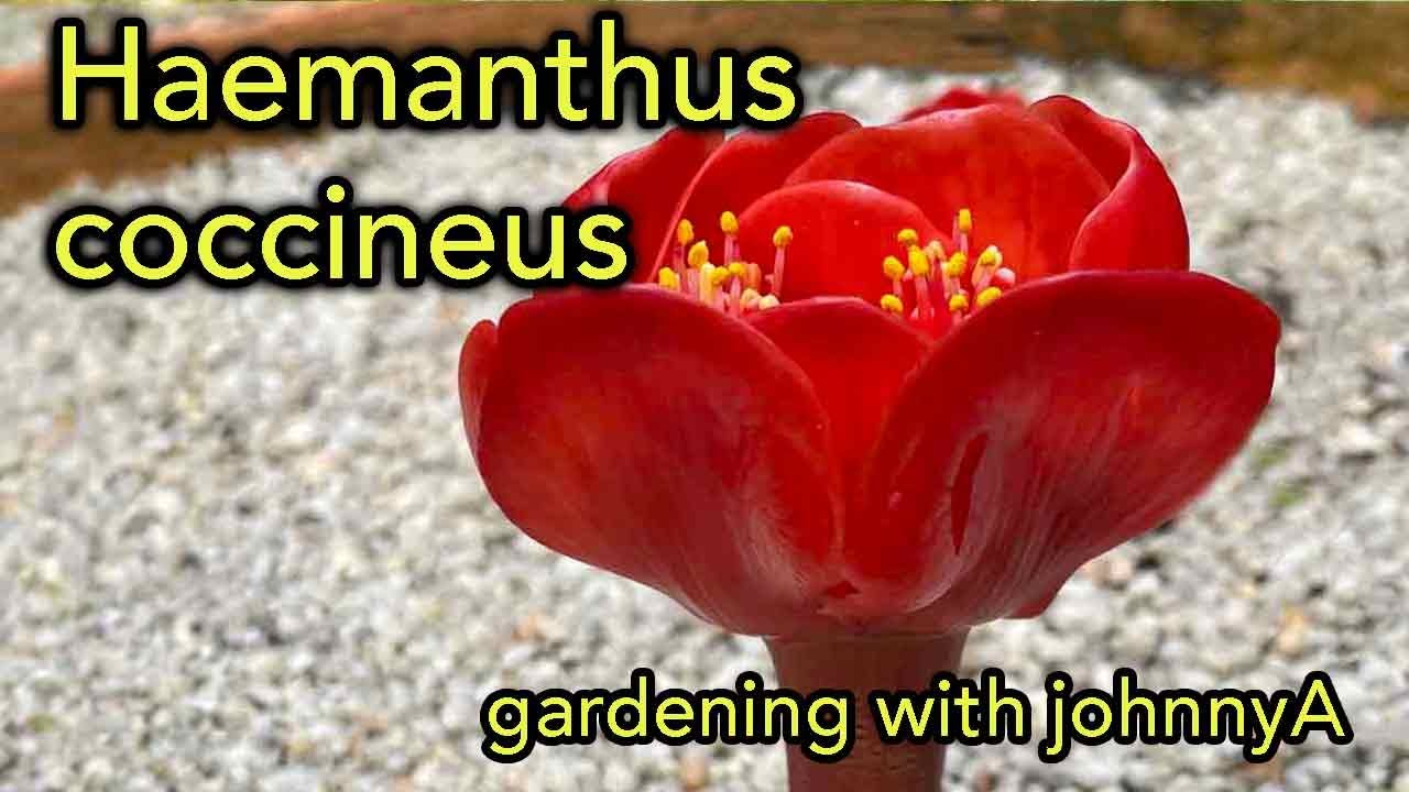 Haemanthus coccineus  'Blood Lily'  or 'Paintbrush Lily' -  Care and Growing Conditions