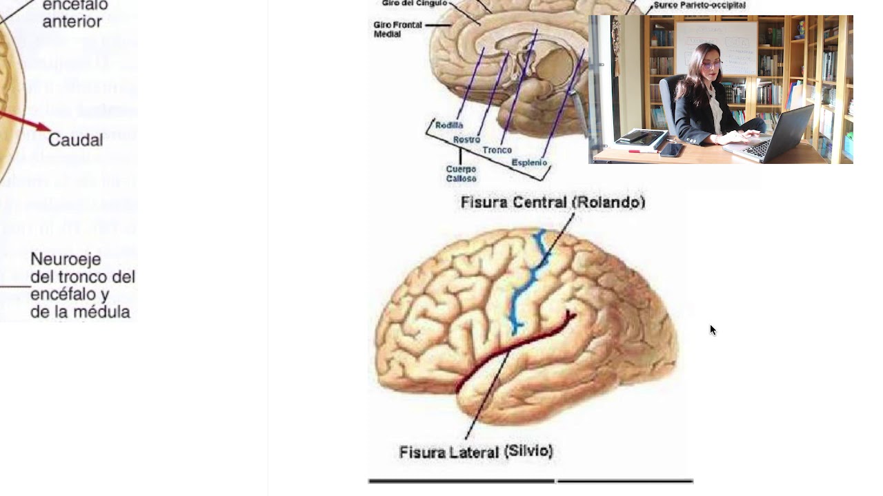 🔝EJES y PLANOS del SISTEMA NERVIOSO🧠 (menos de 10m⏳)  - Tema 6 Psicobiología UNED