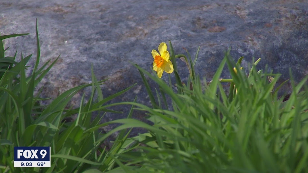 Allergies bothering you? It might be Minnesota's high pollen count | Fox 9 KMSP