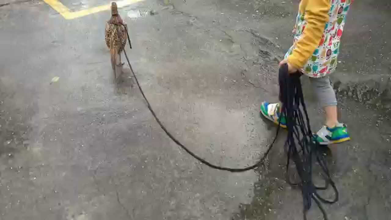 遛竹雞