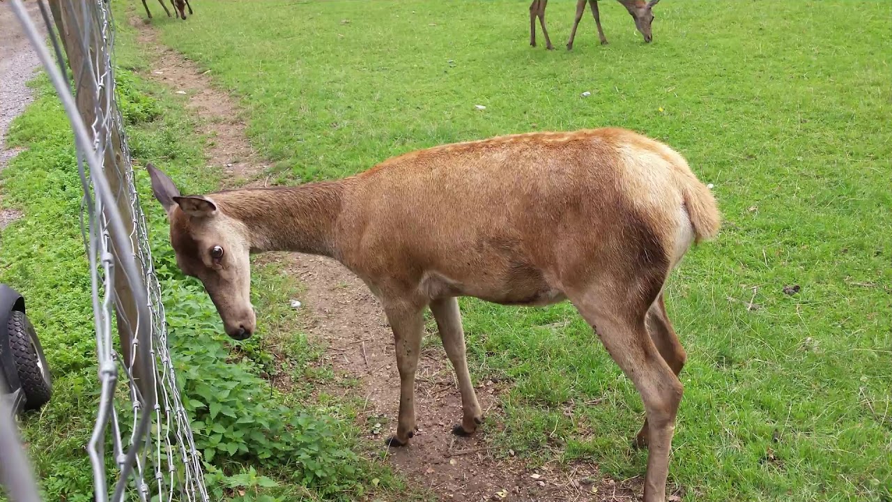 Forestia, le parc animalier !