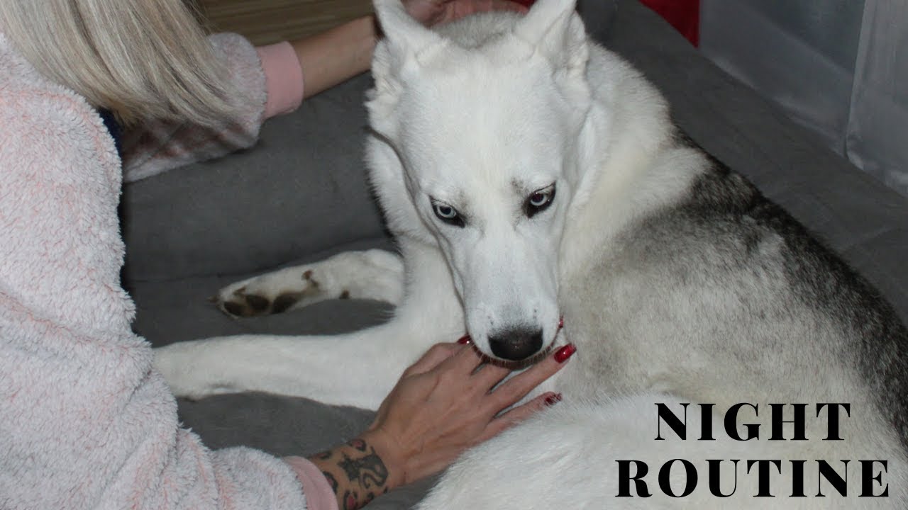 my dog's night routine | my dog's bedtime routine