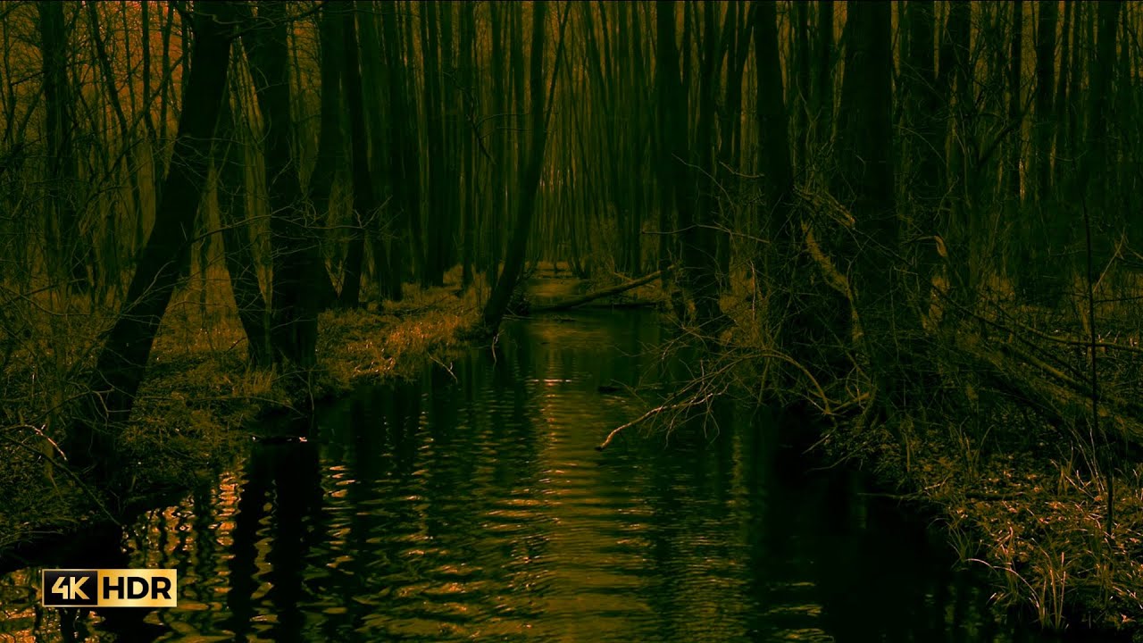 4K, Sanfter leichter Regen im Wald zum schnellen Einschlafen und Entspannen [ASMR]
