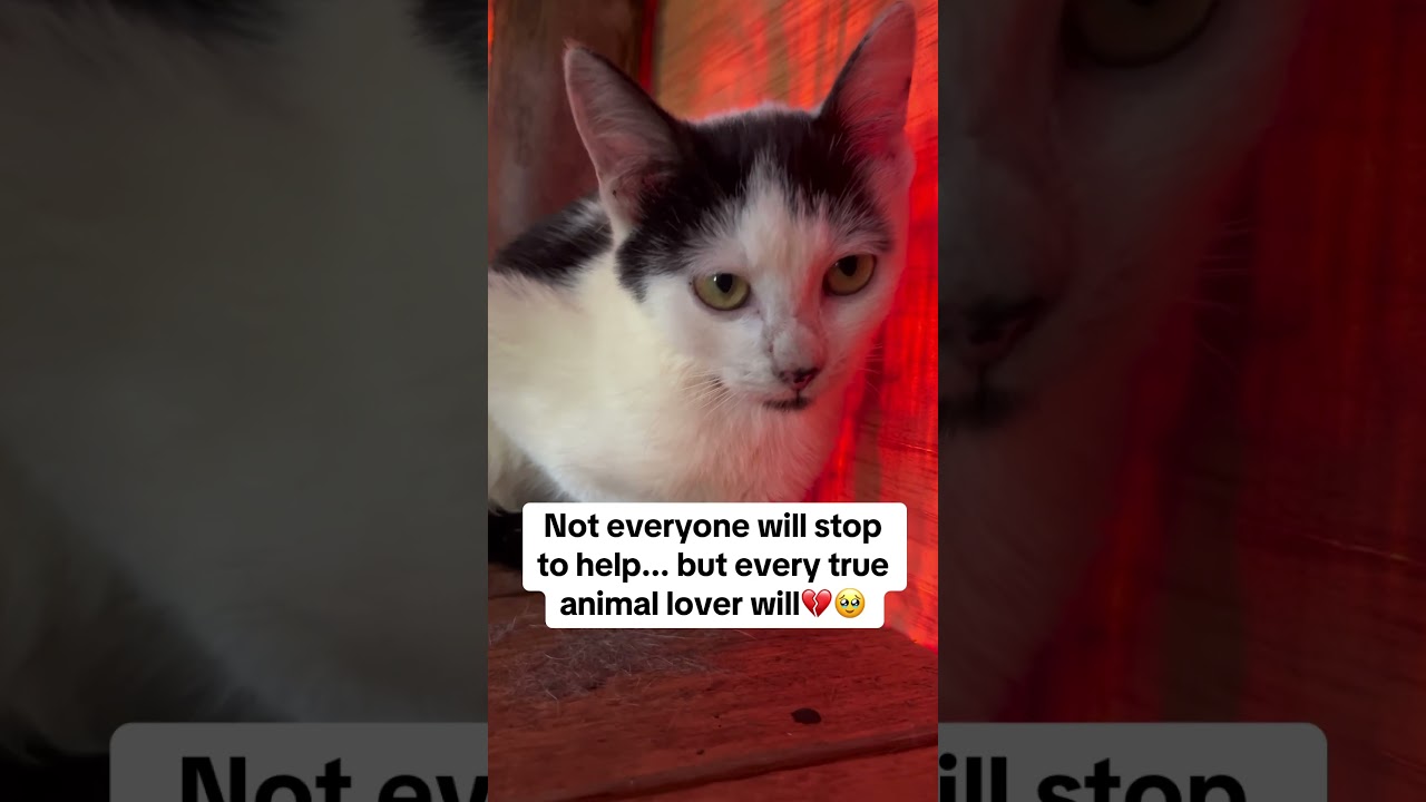 Let&rsquo;s be the reason they survive.#CareForCats #KindnessMatters #StreetCatRescue #SafeAndLoved