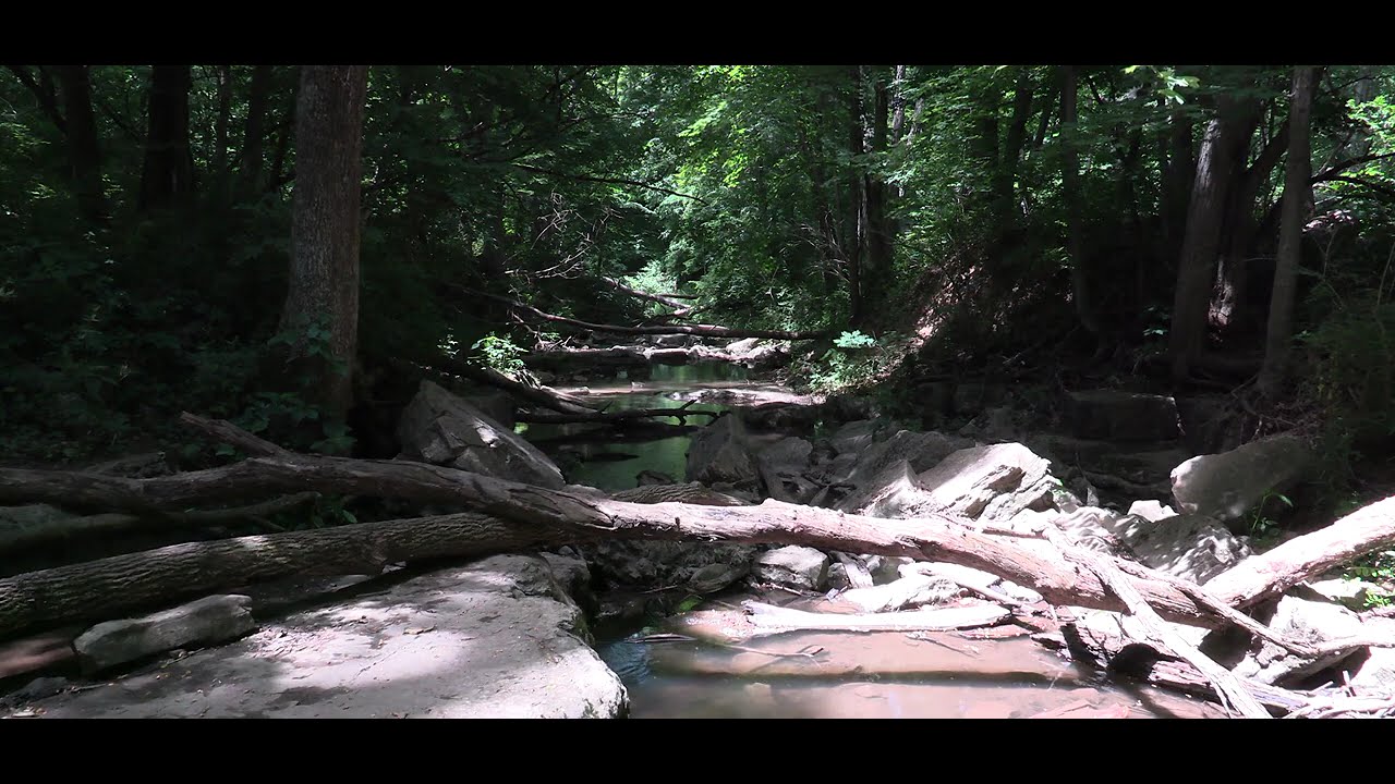 Ambient Experiences | Calming Nature | Peaceful Forest Creek