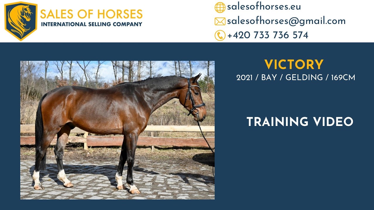 **HUNTER PROSPECT** Victory - 2021 gelding by Diarado x Kashmir van Schuttershof