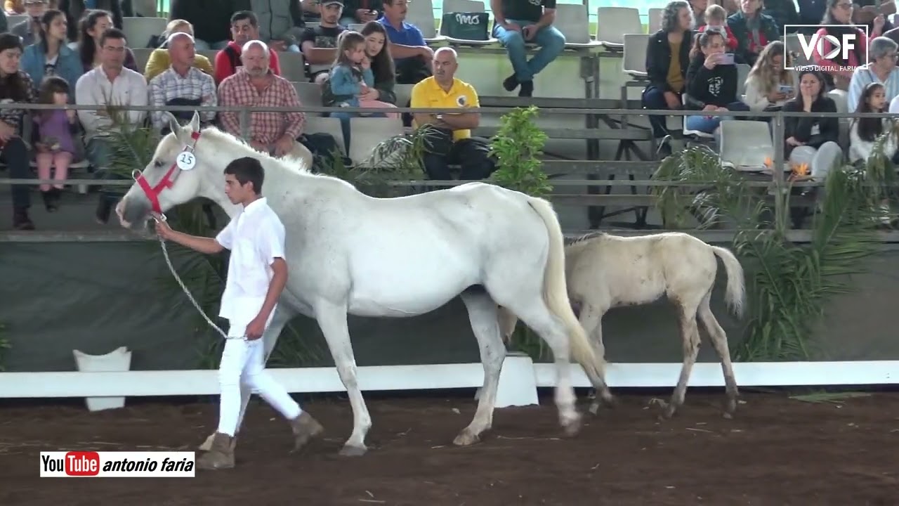 Concurso Cavalos na Feira Agrícola 2022 Ilha Faial